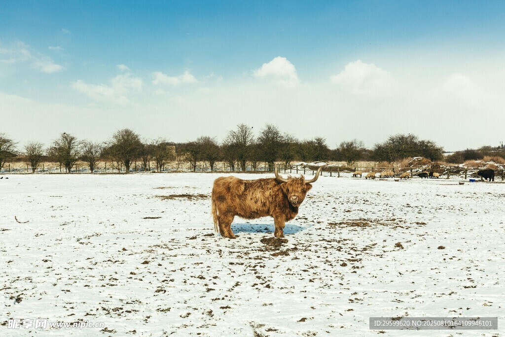 雪地中的孤独牛