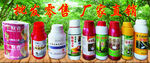 胶树药