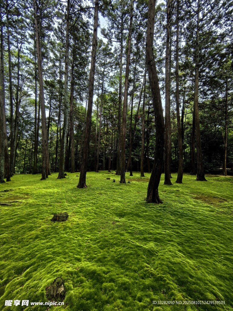 翠绿林间草地自然美景