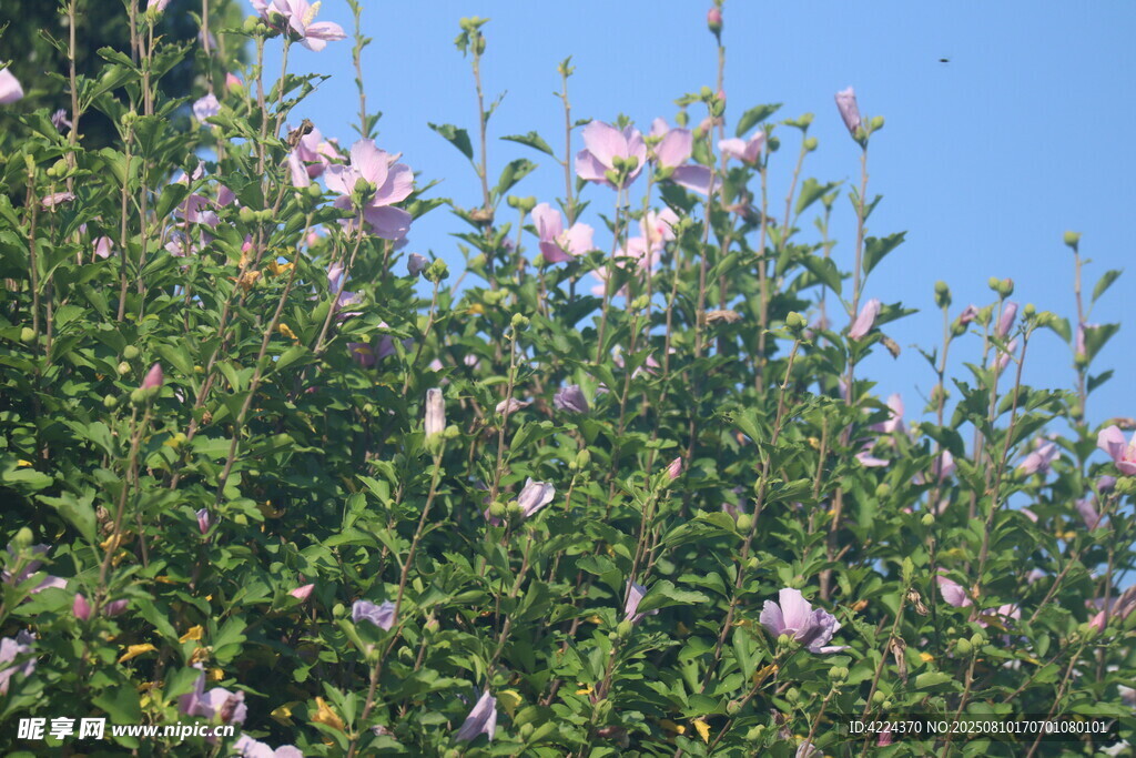 木槿
