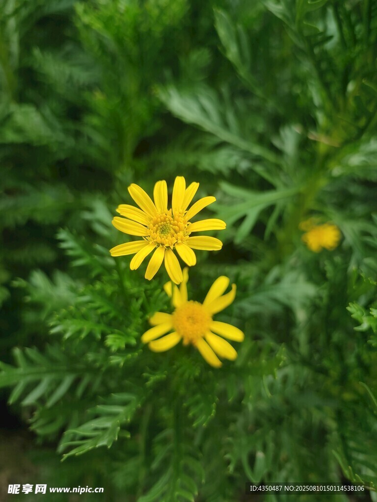 两朵黄色小花绽放绿叶间