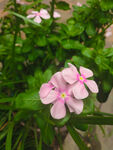 娇艳粉色长春花