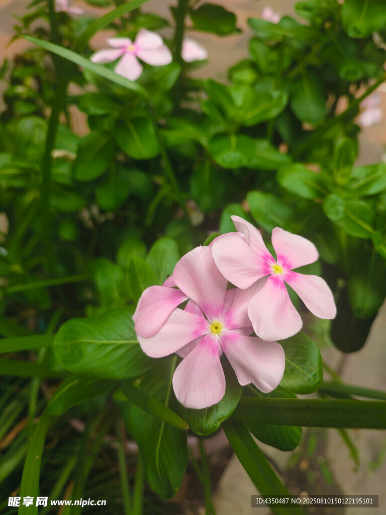 娇艳粉色长春花