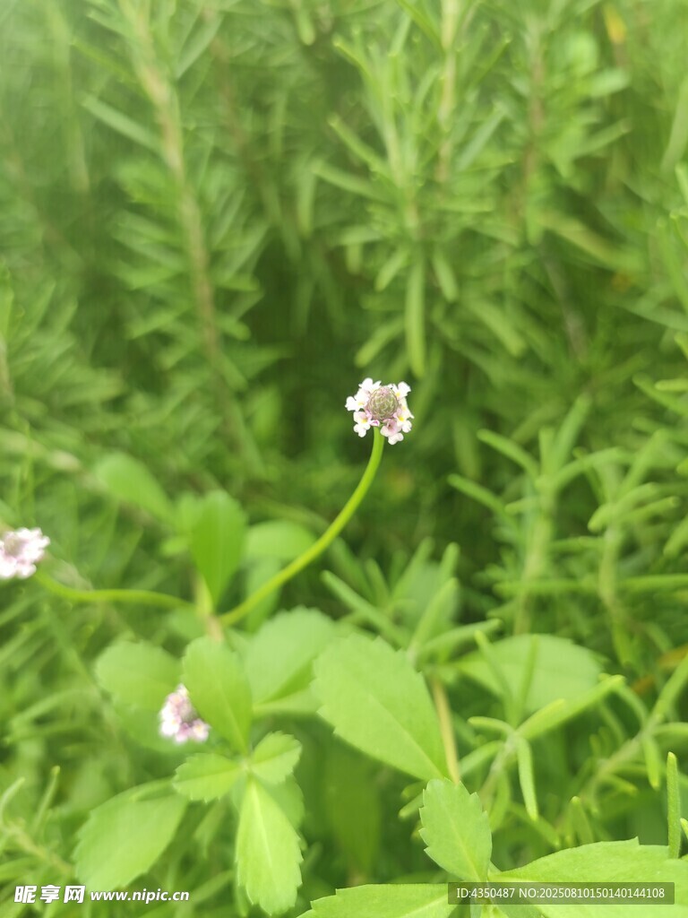 草丛中的白色小花