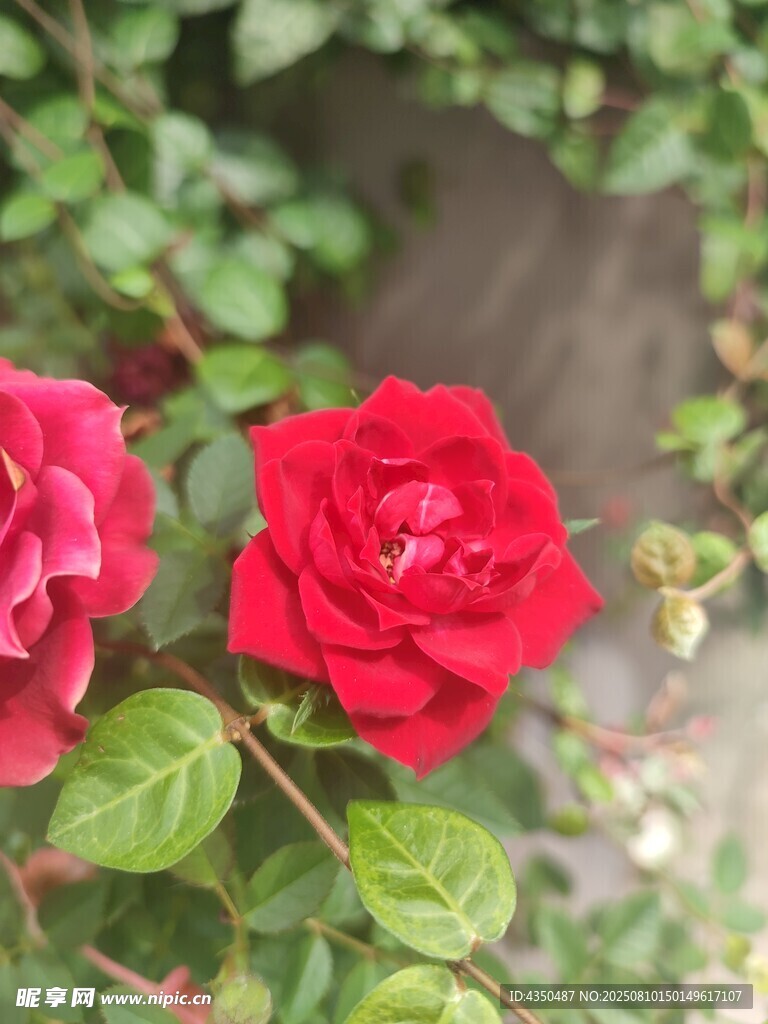 娇艳红玫瑰绽放绿叶间