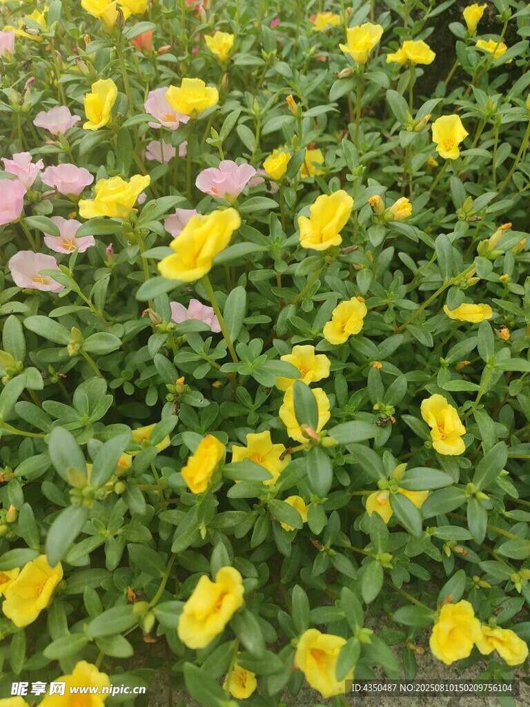 缤纷花丛中的黄色小花