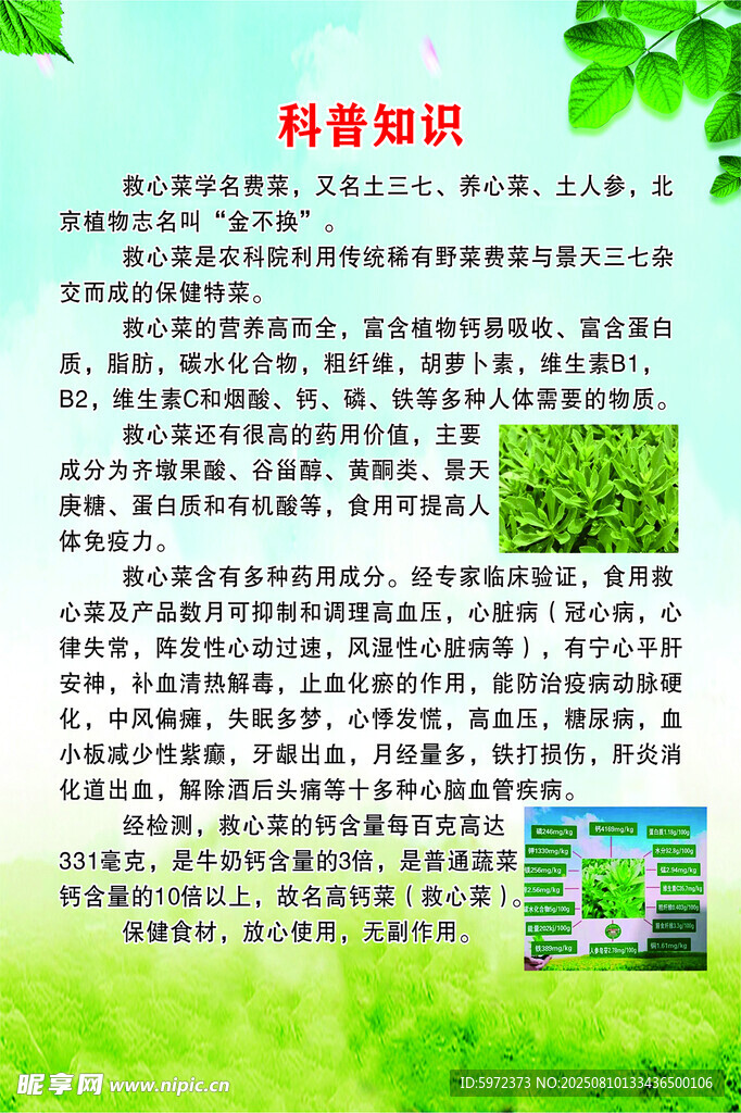 救心菜养心菜土三七