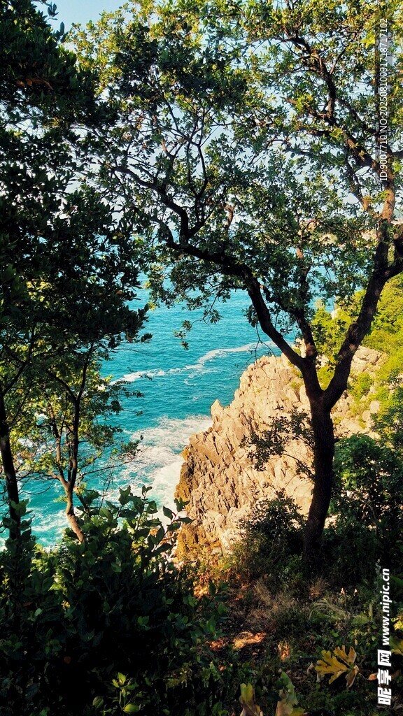 透过树林看碧海蓝天