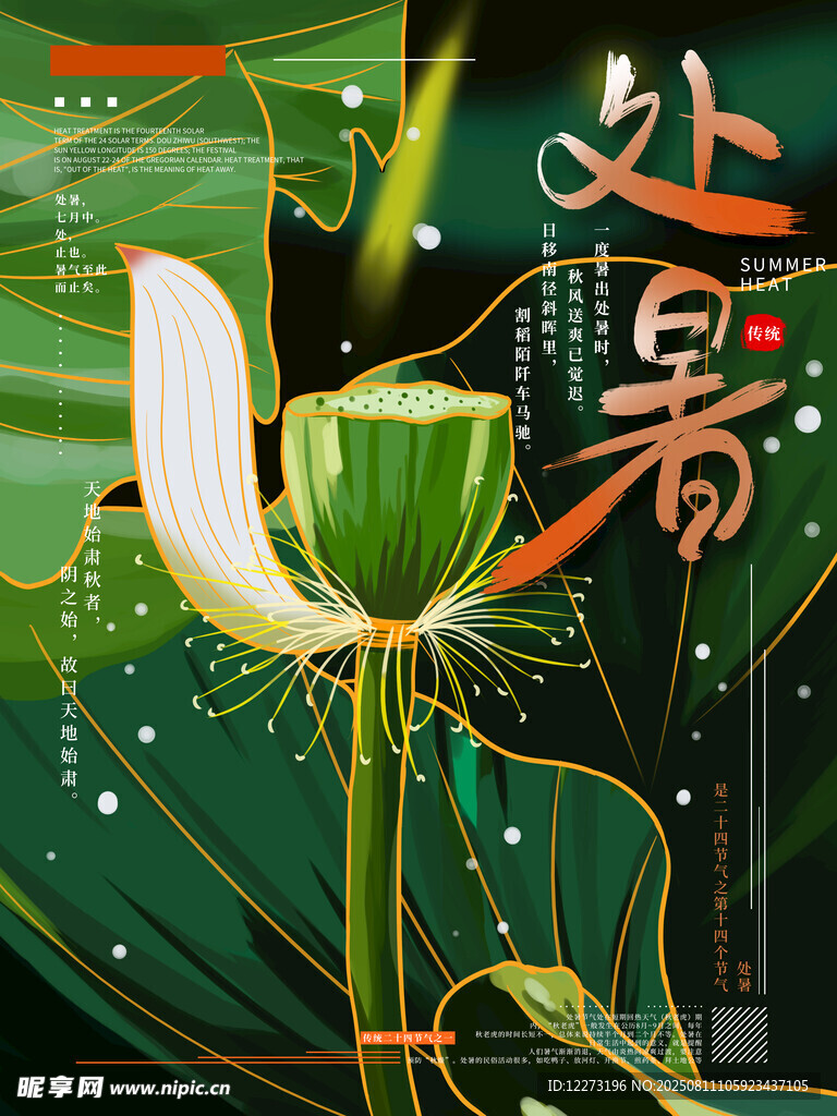 处暑时节绽放的清新荷花