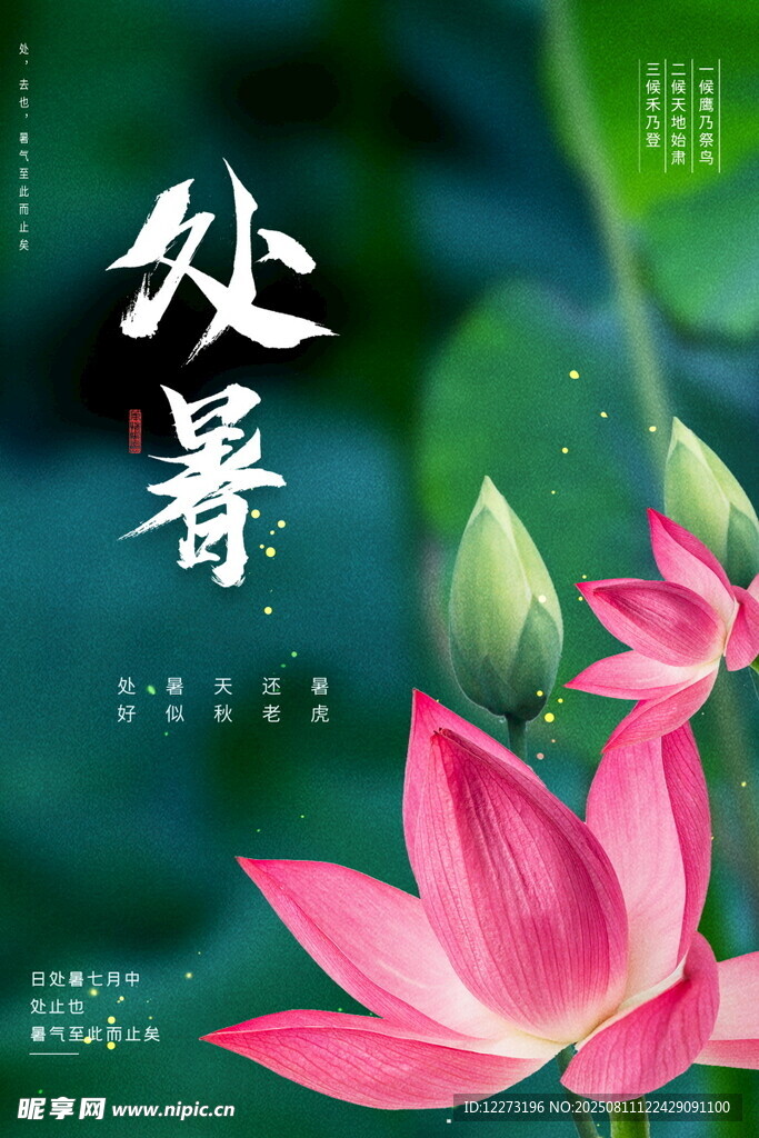 处暑时节荷花绽放美景