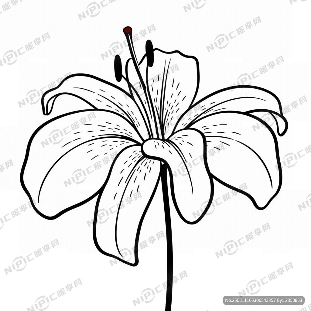 线条画  百合花 盛开的百合