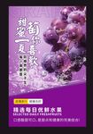 葡萄海报