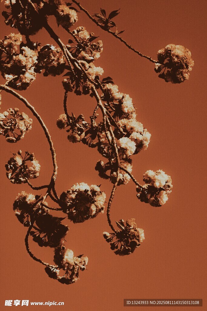 干枯花枝特写