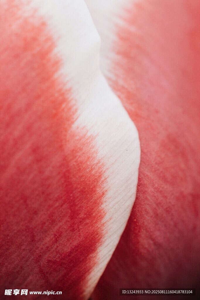 红白渐变花瓣特写