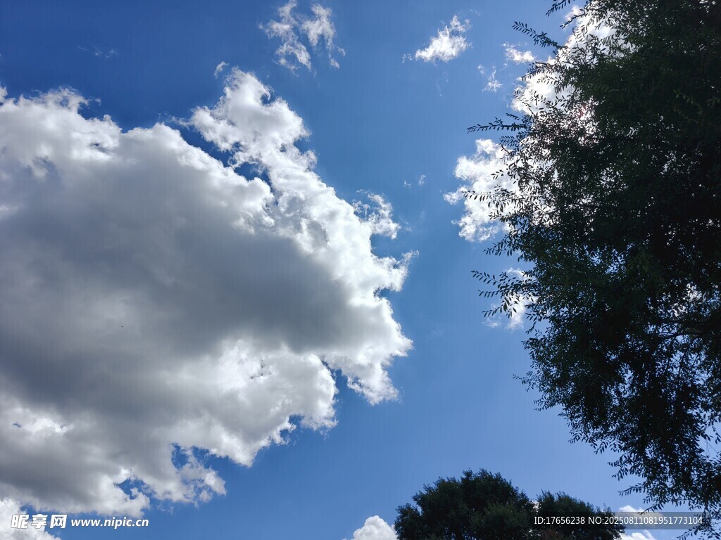 蓝天白云下的树梢美景
