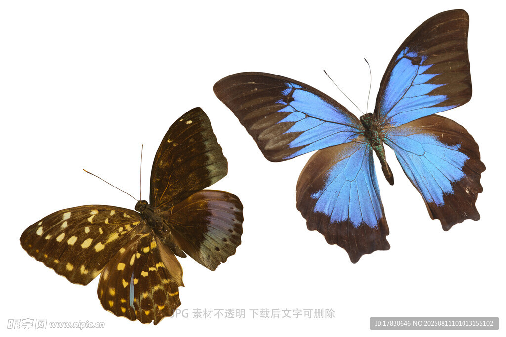 多彩蝴蝶展示独特魅力