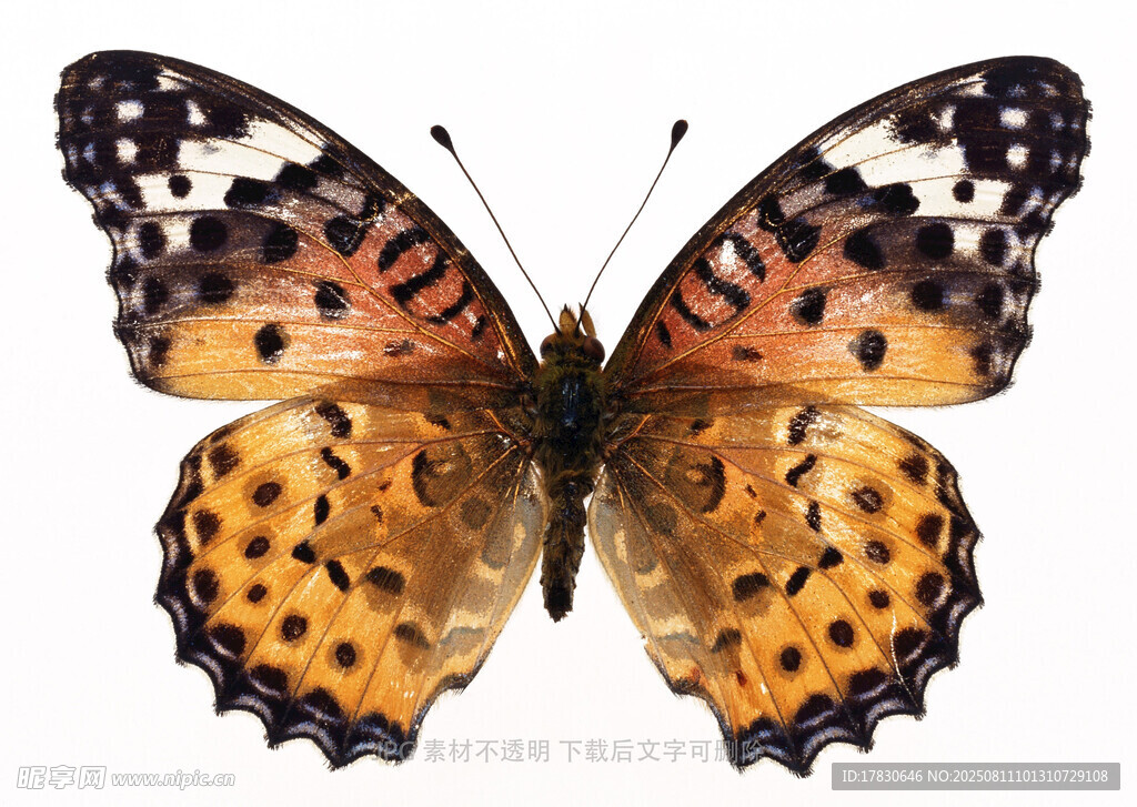 斑斓蝴蝶展翅