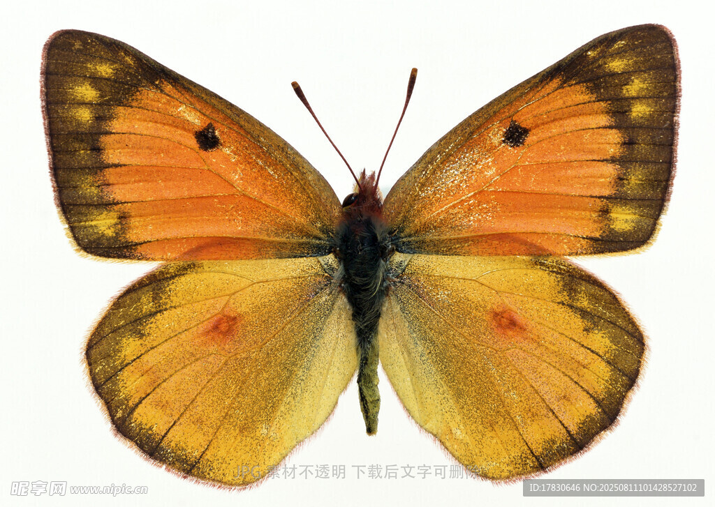 橙黄色蝴蝶特写