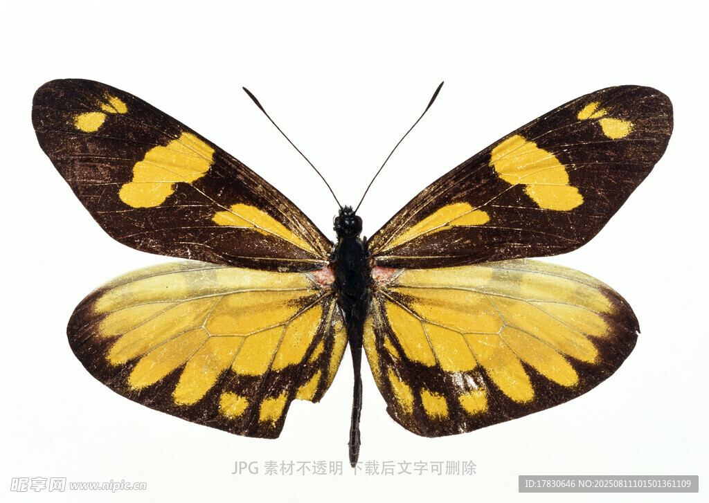 黄黑相间蝴蝶标本