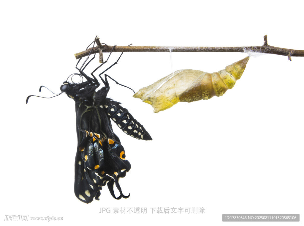 蝴蝶破茧瞬间