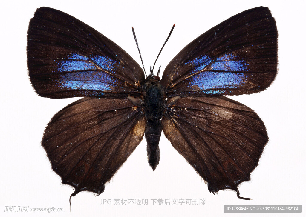 蓝黑绚丽蝴蝶特写