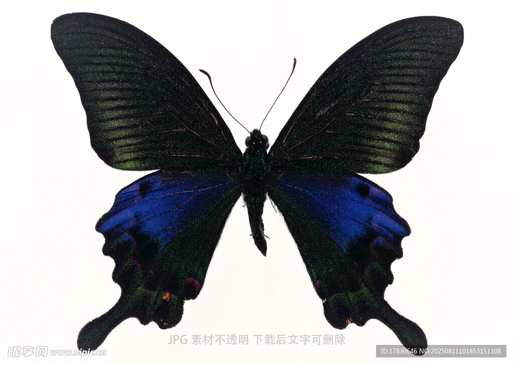 蓝黑相间美丽蝴蝶标本