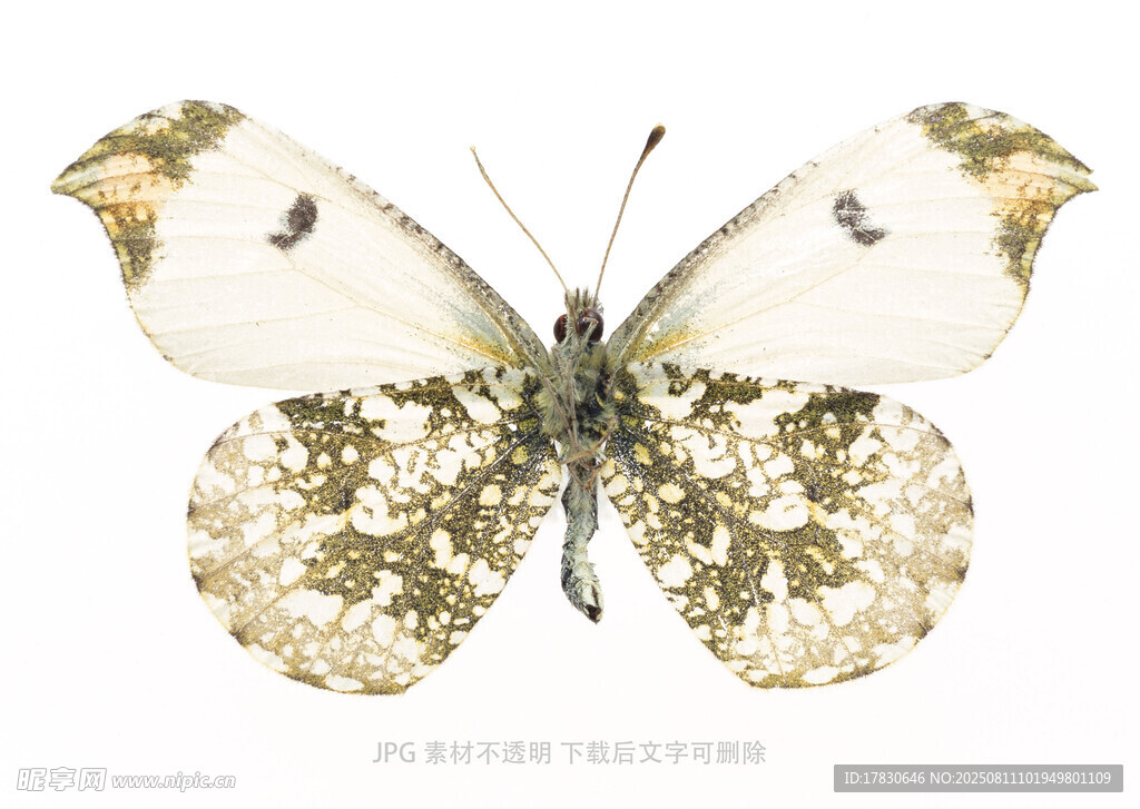 金色花纹蝴蝶图案素材