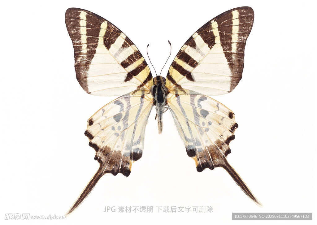 美丽长尾蝴蝶标本