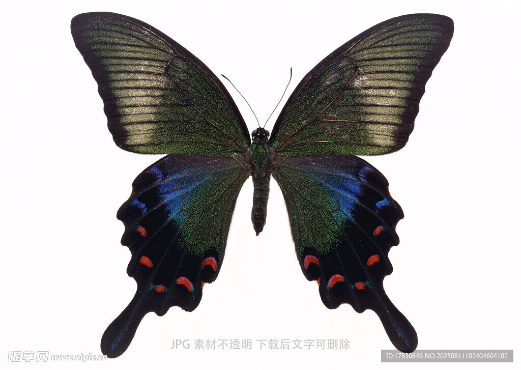 蓝黑相间美丽蝴蝶