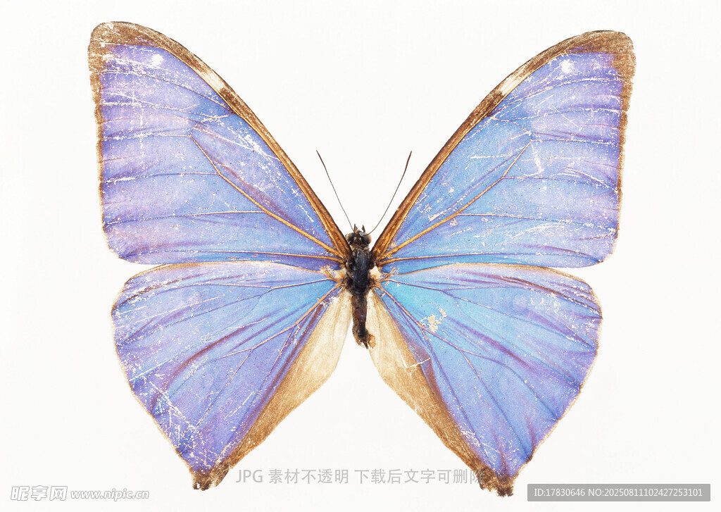 梦幻蓝紫色蝴蝶特写
