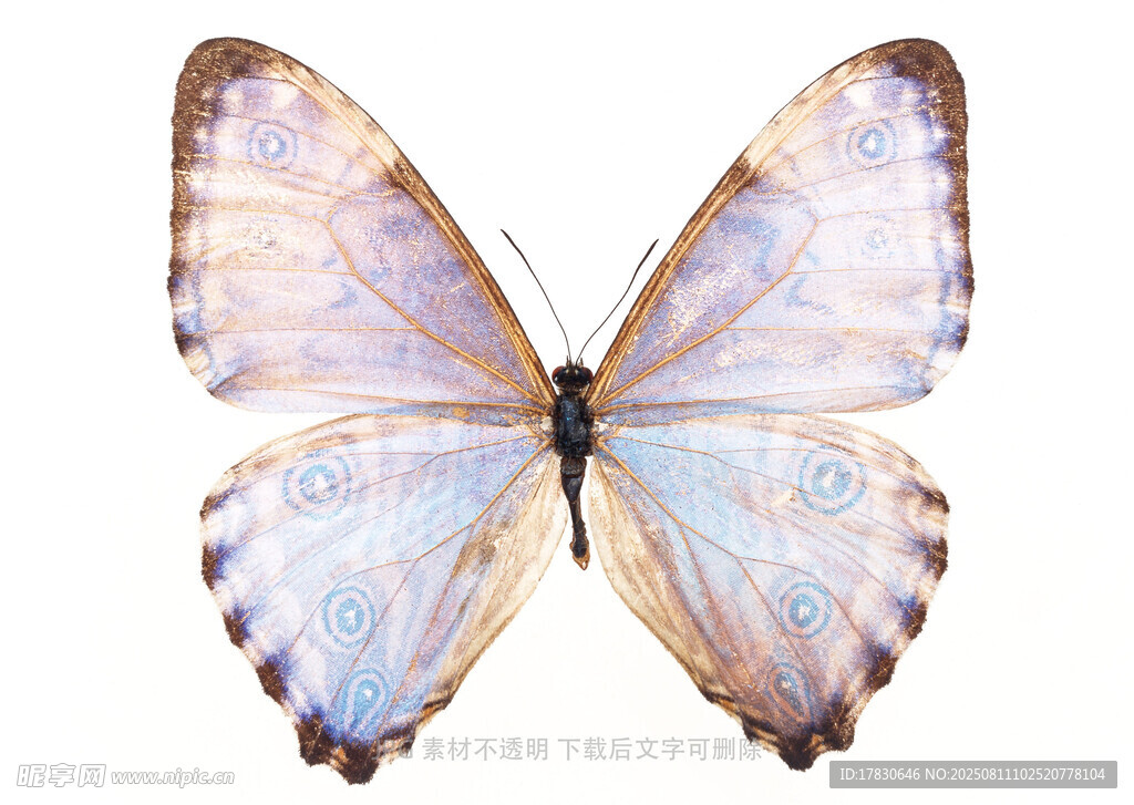 梦幻蓝紫色蝴蝶