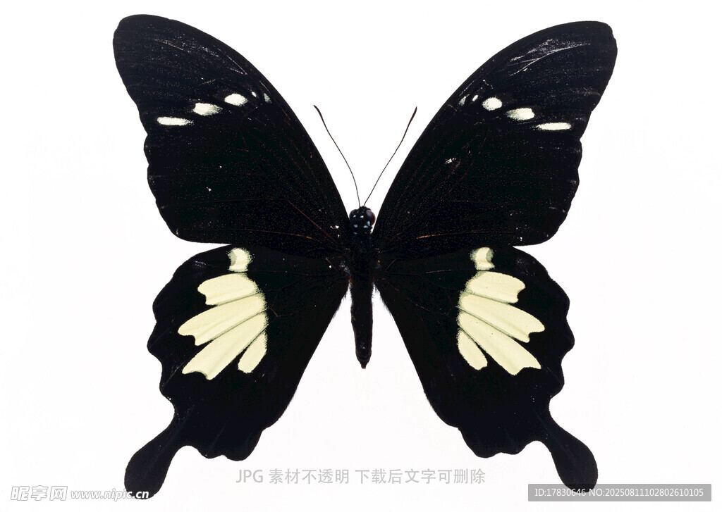 黑底白纹蝴蝶特写