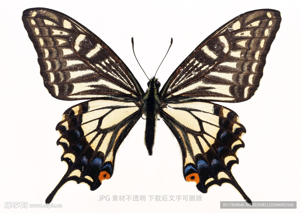 美丽蝴蝶特写