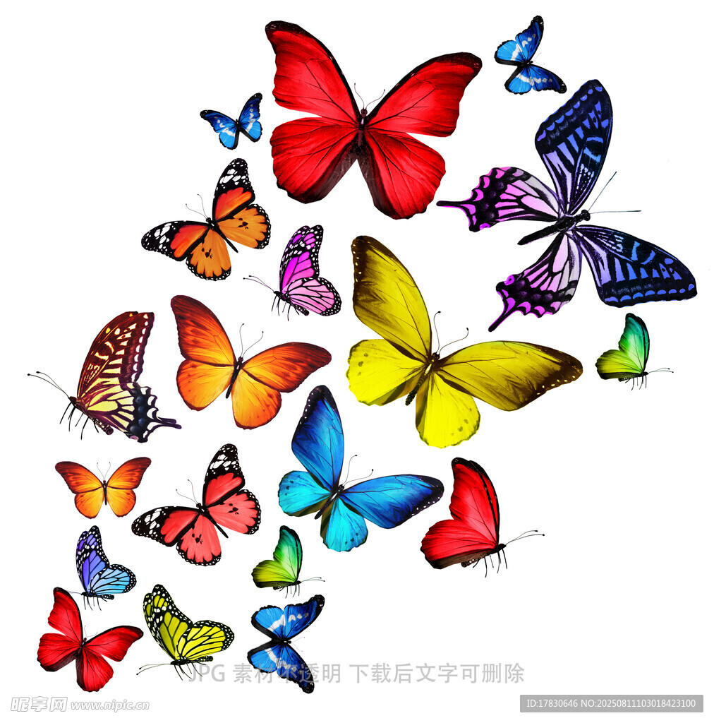 多彩蝴蝶群舞