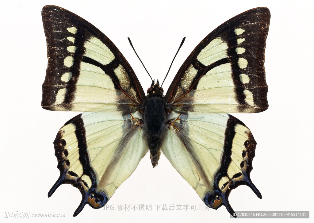 美丽黄黑相间蝴蝶标本