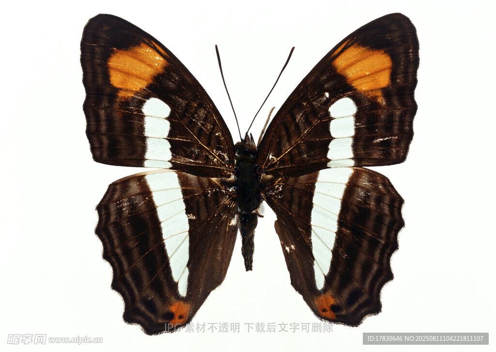 斑斓蝴蝶标本特写