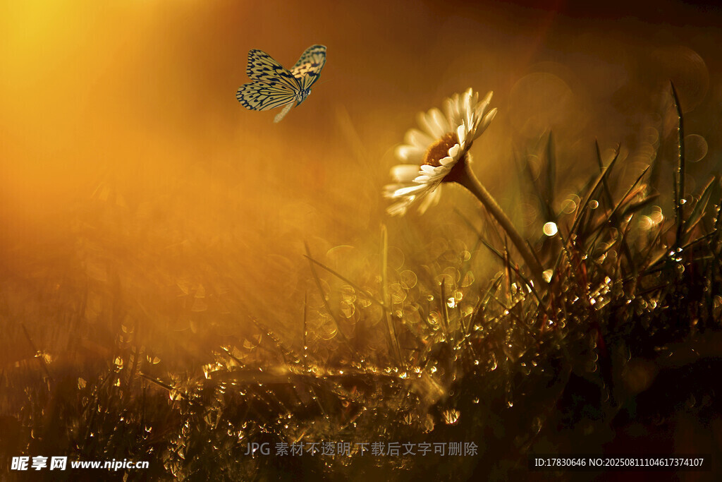 阳光下的蒲公英与蝴蝶