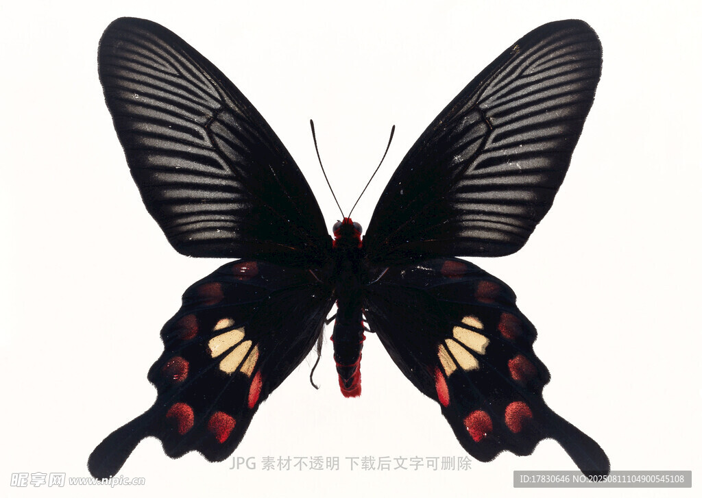 黑底彩斑蝴蝶特写