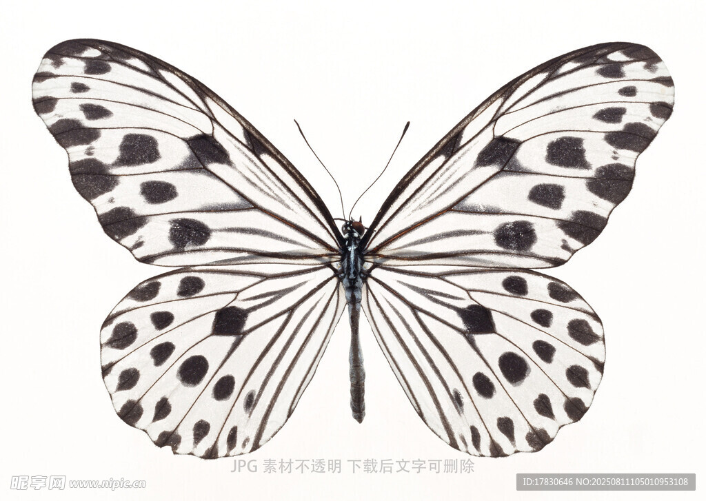 黑白斑点蝴蝶插画
