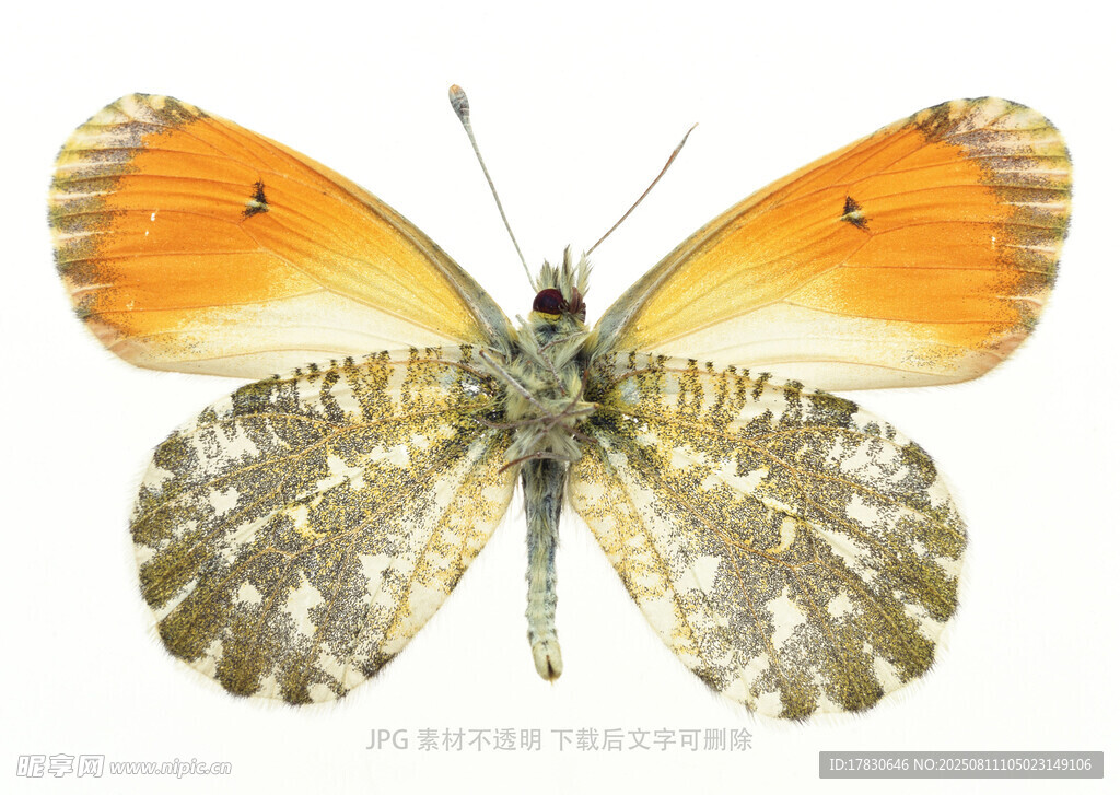 橙白相间蝴蝶标本特写