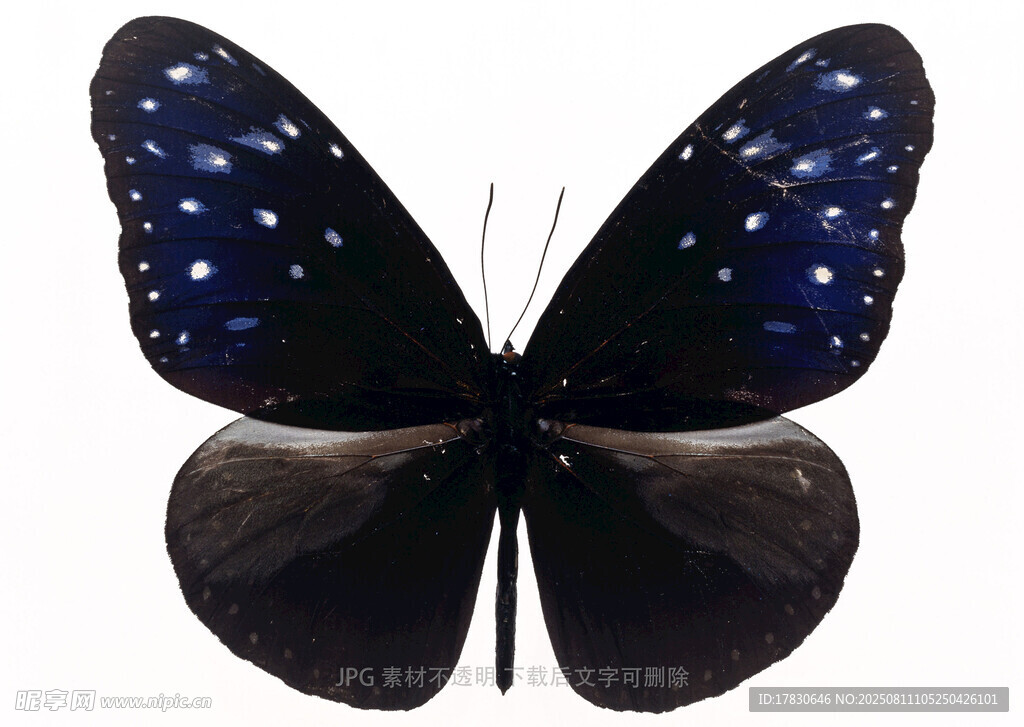 蓝黑斑点蝴蝶标本