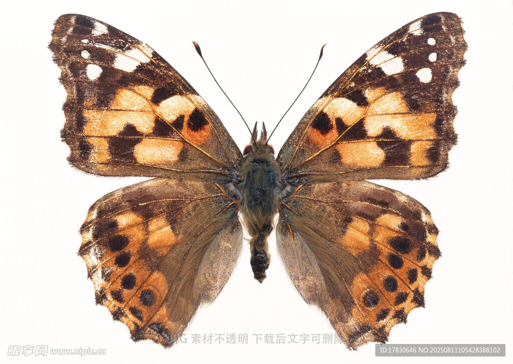 多彩蝴蝶标本特写