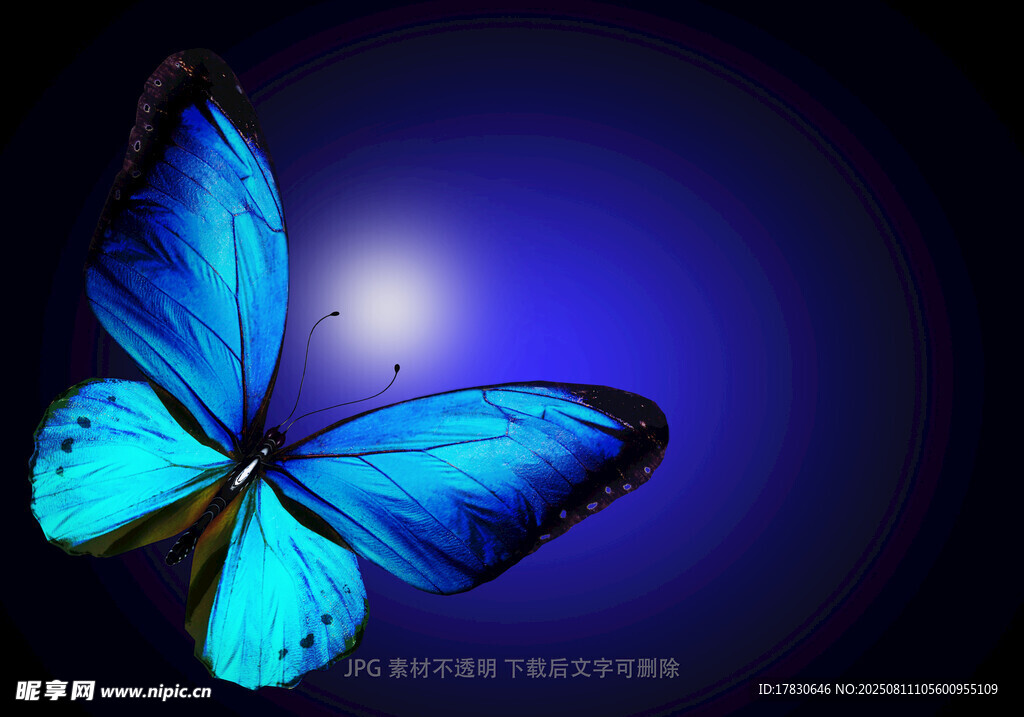 梦幻蓝蝶于幽暗中飞舞