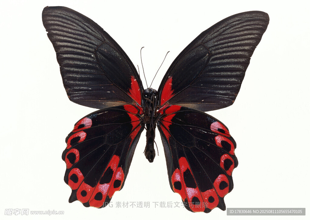 黑红相间蝴蝶展翅