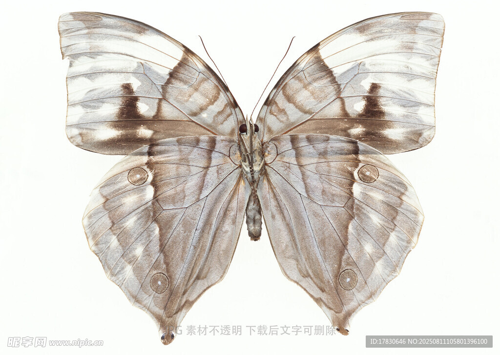 透明质感蝴蝶标本
