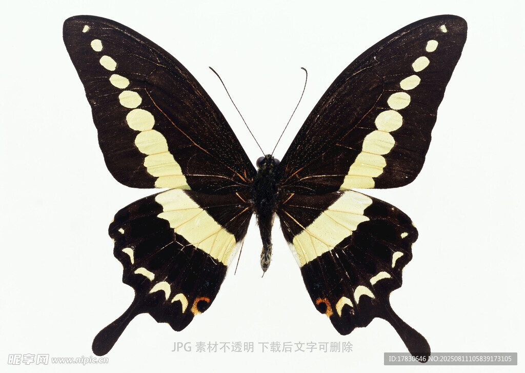 黑黄相间蝴蝶标本