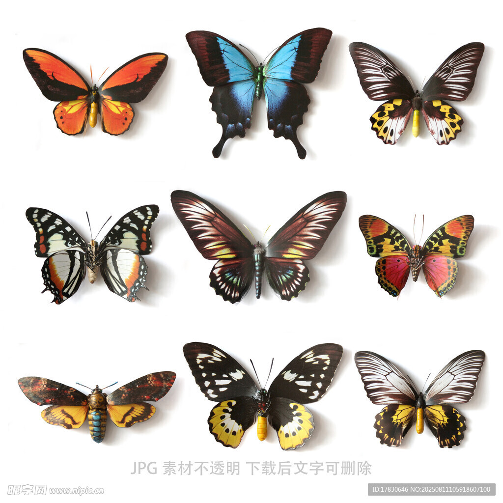 多彩蝴蝶集合展示