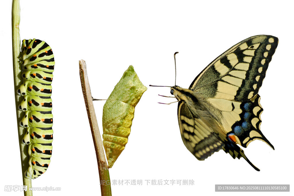 蝴蝶的蜕变过程展示