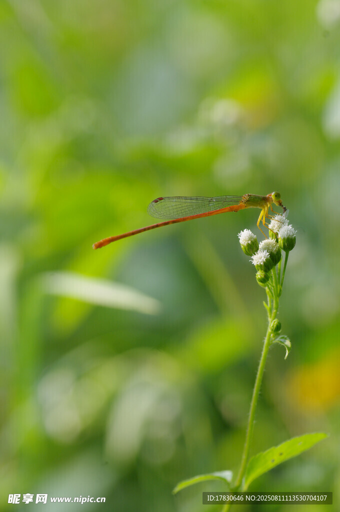 蜻蜓