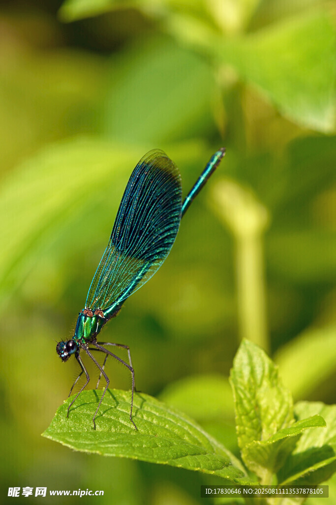 蜻蜓